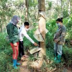 Cao su Lai Châu: Đảm bảo an sinh - Nền tảng phát triển bền vững