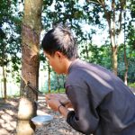 Ai dạy nghề trồng cao su cho nông dân Tây Bắc