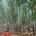 Hơn 70 cán bộ kỹ thuật được tập huấn về công tác bảo vệ thực vật cây cao su