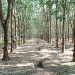 Vững bước tiến vào CLB 2 tấn/ha