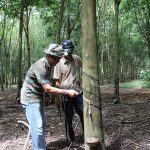Giá cao su giảm, tiểu điền chới với