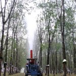 Kinh nghiệm phòng trị bệnh phấn trắng (kỳ 2)