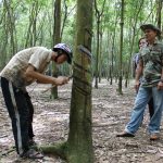 Chăm sóc cây cao su thời giá bán mủ thấp