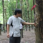 Giá mủ thấp, tiểu điền vẫn gắn bó với vườn cây