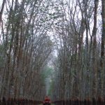 Kinh nghiệm phòng trị bệnh phấn trắng trên vườn cây kinh doanh
