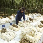 Giải pháp đảm bảo năng suất, sản lượng cao và bền vững tại Cao su Phú Riềng