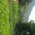 Lợi ích thiết thực từ vườn rau thanh niên