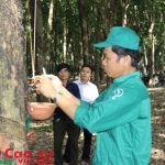 Cao su Tây Ninh dẫn đầu tiến độ sản lượng