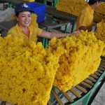 Từ 2/10, miễn thuế xuất khẩu cao su tự nhiên