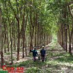 Đi gom mủ cao su cùng em