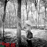 Nhịp sống rừng su
