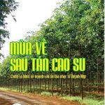 Gửi một lời yêu với ngành cao su