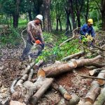 Ban hành quy chế bán cao su thanh lý