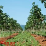 Trồng mới hơn 2.000 ha cao su ở Kon Tum