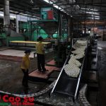 Chuyển đổi công nghệ chế biến SVR 3L sang SVR 10, 20