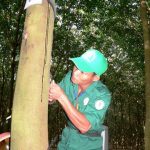 Cạo 80 cây trong thời gian 16 phút