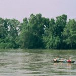 Lục bình trôi êm ả