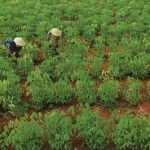 Nhìn lại người dân chặt cao su: Hậu quả của phát triển nóng