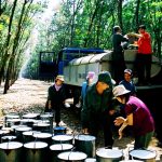 Giao kế hoạch khai thác 250.000 tấn mủ cao su