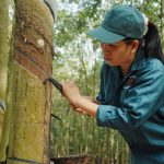 Tiết kiệm 25% lao động khi cạo chế độ D4