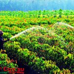 Nhịp cầu nối những bờ vui