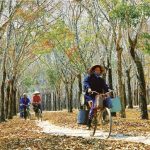 Kỷ niệm một mùa Xuân