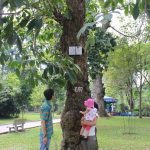 Độc đáo vườn cây cao su giữa lòng Sài Gòn