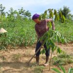 Thấy gì sau 3 năm phát triển cao su tiểu điền ở Kon Tum?