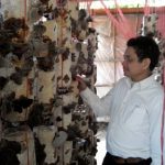 Trồng nấm từ mùn cưa cao su