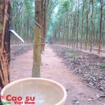 Nàng cao su tâm sự