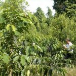 Đại gia tâm huyết với nghề nông?