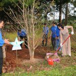 Trồng 40 cây mai vàng chào mừng 40 năm thành lập Cao su Đồng Nai