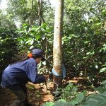Cân nhắc trồng xen cà phê