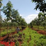 Kiểm soát viên còn phải  tham gia quản lý, hiến kế