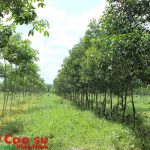 Thay đổi mật độ cao su tái canh trồng mới
