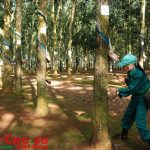 Cổ phần hóa 5 công ty cao su: Khẩn trương, đúng nguyên tắc