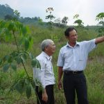 Cao su Nam Giang - Quảng Nam: Khai thác 2.550 ha cao su trong 5 năm tới