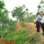 Thanh lý đúng quy trình 70 ha cao su tại Sơn La