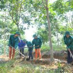 Giảm suất đầu tư - vấn đề sống còn của ngành cao su