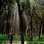 Cây cao su tâm sự