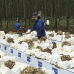 VRG nâng cao hiệu quả hoạt động công ty nông nghiệp
