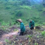 Giảm diện tích cao su trồng mới