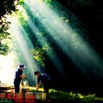 Bài thơ dưới tán cao su