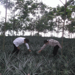 Thí điểm trồng cây dược liệu tại 3 đơn vị