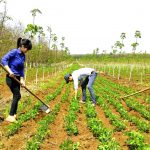 Kinh nghiệm trồng xen hoa màu tại Cao su Quảng Trị