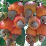 Mô hình trồng xen canh tại các nước