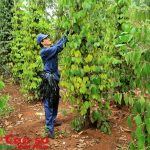 Sẽ ban hành nghị quyết đẩy mạnh phát triển kinh tế gia đình