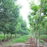 Ban hành quy định quản lý trồng xen trên đất cao su
