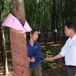 Cao su Kon Tum: Hiệu quả cao từ phương án khoán mới