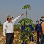 Chư Sê Kampong Thom: Nỗ lực vượt bật trong công tác trồng mới
